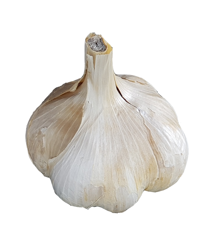 aglione della valdichiana bio